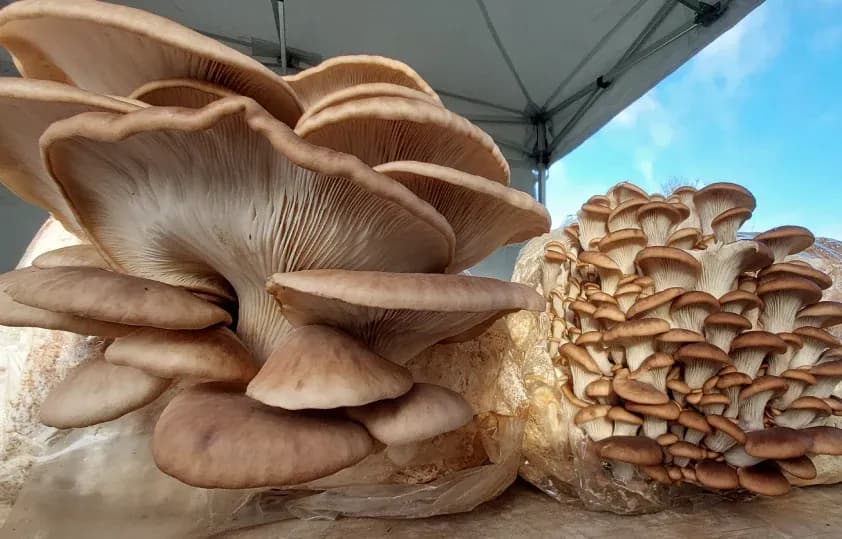 634